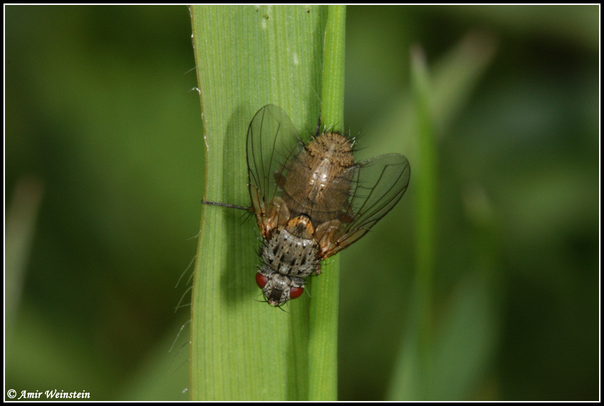 Diptera d''Israele